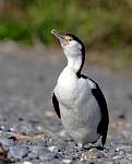 IMG_2324 shag.JPG